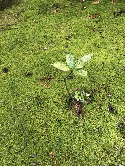 A single young plant with spotted leaves emerging from a lush green mossy ground, with scattered fallen leaves around.